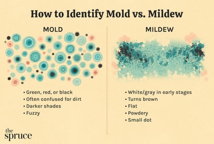 Graphic that explains some visual differences between mold and mildew