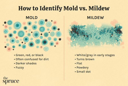 Infographic titled: How to Identify Mold vs. Mildew